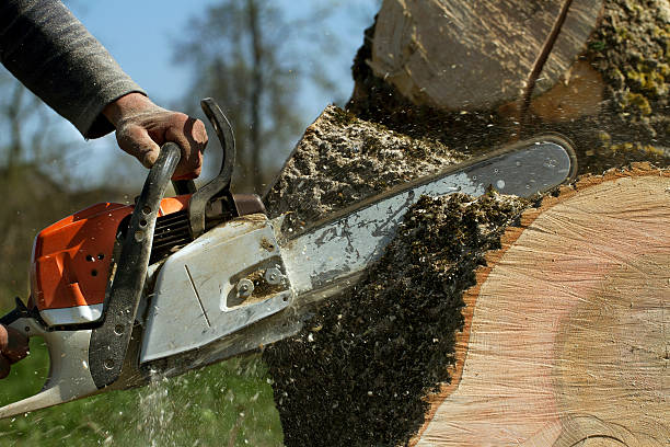 Best Tree Trimming Near Me  in Midwest City, OK